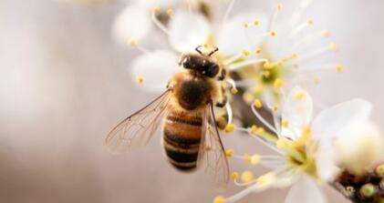 Mézelő méhek - községi zárlat megszüntetése